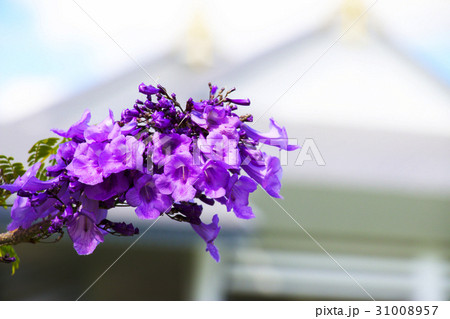 Jacaranda flowers with blue sky background 31008957