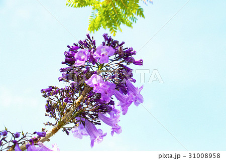 Jacaranda flowers with blue sky background 31008958