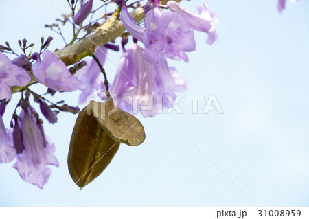 Jacaranda flowers with blue sky background Jacaranda flowers with blue sky background 31008959