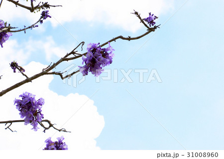Jacaranda flowers with blue sky background Jacaranda flowers with blue sky background 31008960