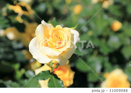 バラの花 サンフレア バラの花 サンフレア 31009088