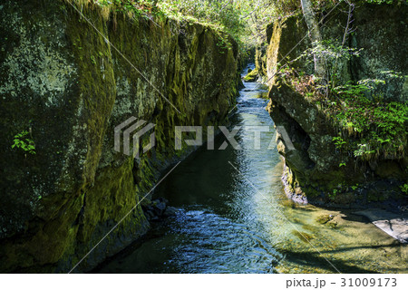 樽前ガロー 31009173