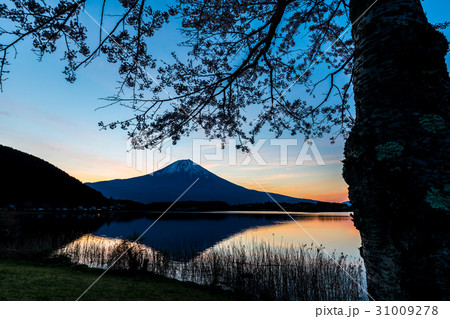 富士山　田貫湖　朝焼け　桜　シルエット　逆さ富士 31009278