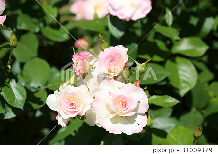 バラの花　マチルダ 31009379