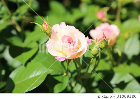 バラの花　マチルダ 31009380