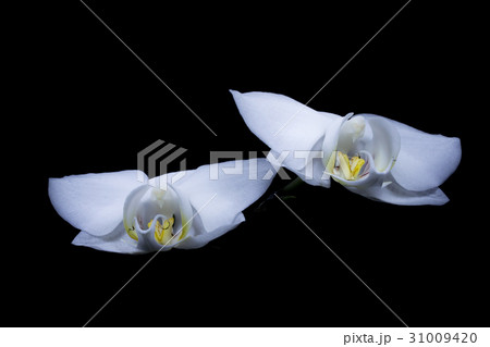 Two orchids in dark 31009420