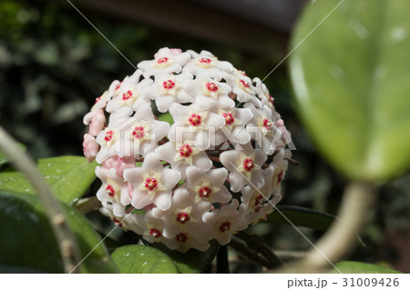 Detail of flowers of wax plant (Hoya carnosa) Detail of flowers of wax plant (Hoya carnosa) 31009426