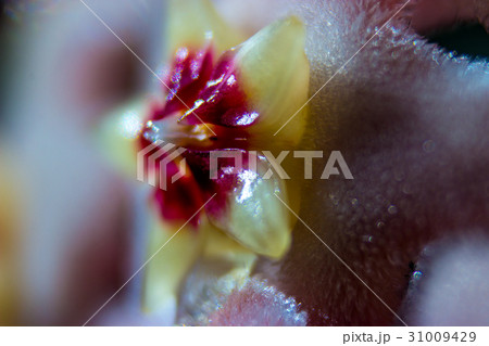 Detail of flower of porcelainflower 31009429