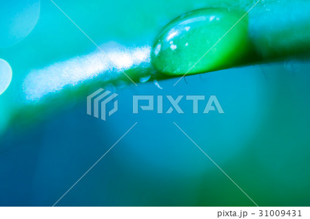 Drop of water on a leaf of porcelainflower 31009431