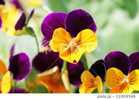 ビオラ ビオラ 31009566