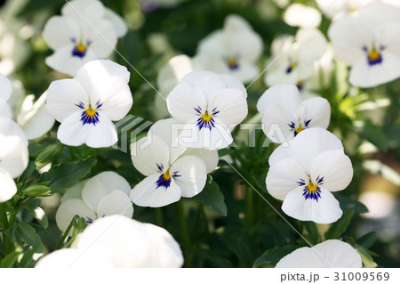 ビオラ ビオラ 31009569