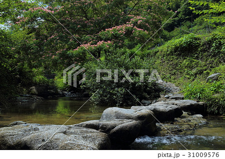 稲渕 飛び石と合歓の木 稲渕 飛び石と合歓の木 31009576