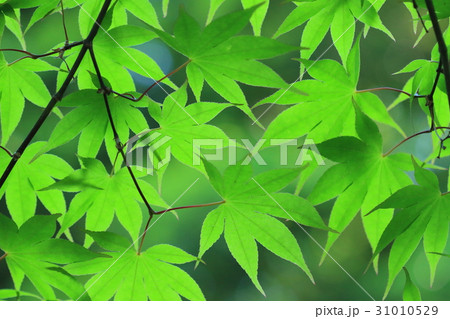 自然　植物　オオモミジ、縁が細かい単鋸歯。大き目でふっくらした感じの葉が目印だそうです 31010529