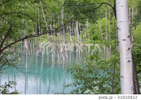 白樺林の間から見る幻想的な光景に包まれた新緑の北海道美瑛町の白金青い池 白樺林の間から見る幻想的な光景に包まれた新緑の北海道美瑛町の白金青い池 31010922