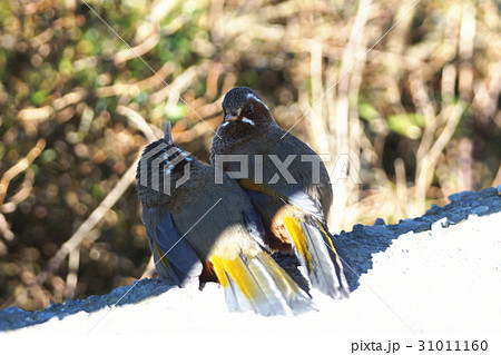 スズメ 雀 ワキアカツグミ 31011160