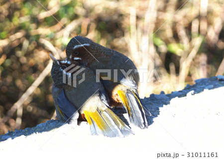 台湾 種 スピーシーズ 31011161