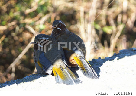 台湾 種 スピーシーズ 31011162