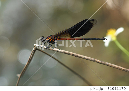 イトトンボ カワトンボ 糸トンボ 31011170