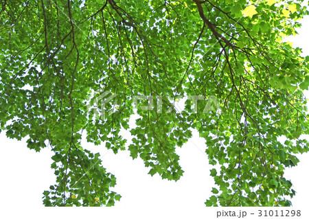 ユリノキ(百合の木) ユリノキ(百合の木) 31011298