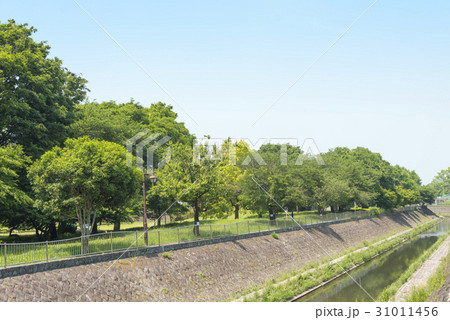 神田川の支流の善福寺川（東京都杉並区） 31011456