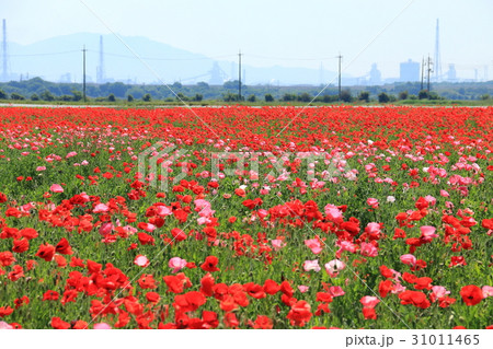 ポピー 31011465