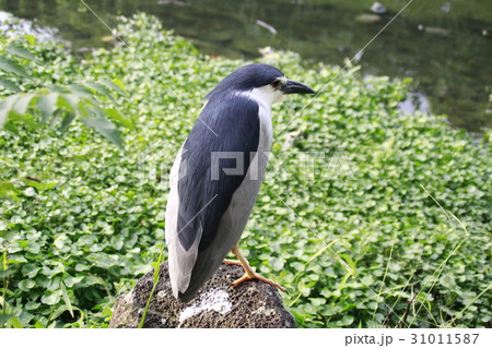 鳥 動物 動物学 31011587