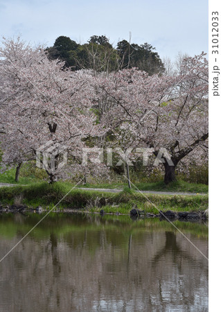 桜 桜 31012033