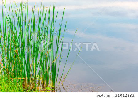 Papyrus on river side. Reed or sedge plants. 31012233