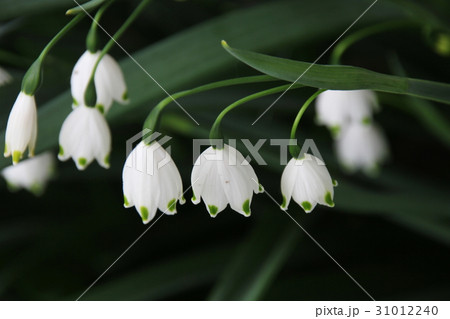 すずらん 31012240