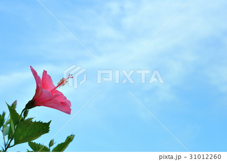 ハイビスカスの花　青空 31012260