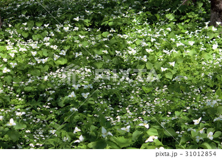 光射すオオバナノエンレイソウと二輪草 31012854