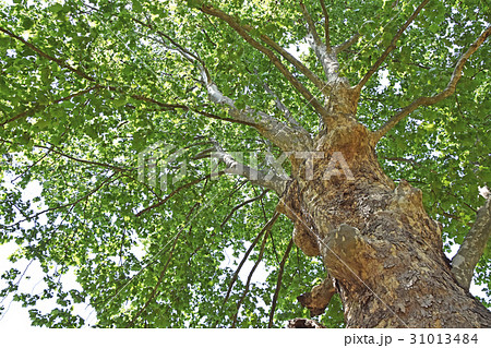 プラタナス 31013484