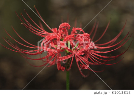 ヒガンバナ 31013812