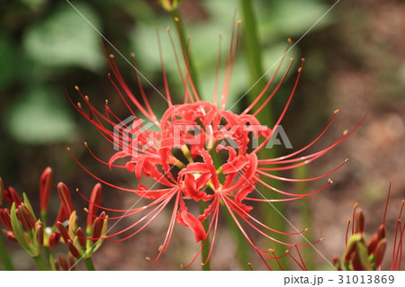 ヒガンバナ 31013869