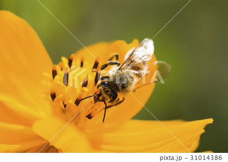 Spring single daisy flower and bee Spring single daisy flower and bee 31014386