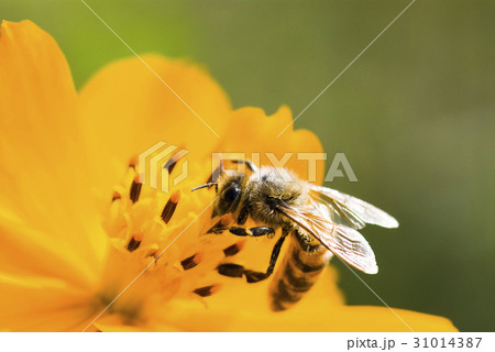 Spring single daisy flower and bee 31014387