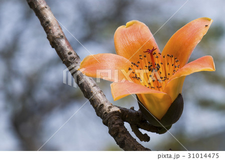 Bombax ceiba 31014475