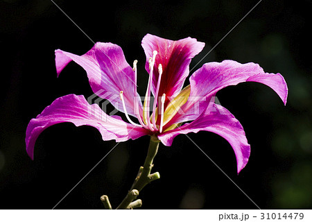Bauhinia purpurea flower, orchid tree, variegata 31014479