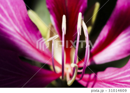 Macro of stamen of a Bauhinia purpurea flower 31014609