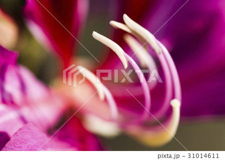 Macro of stamen of a Bauhinia purpurea flower 31014611
