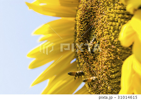 honeybee rested on a sun flower 31014615