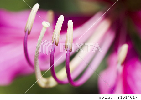 Macro of stamen of a Bauhinia purpurea flower 31014617