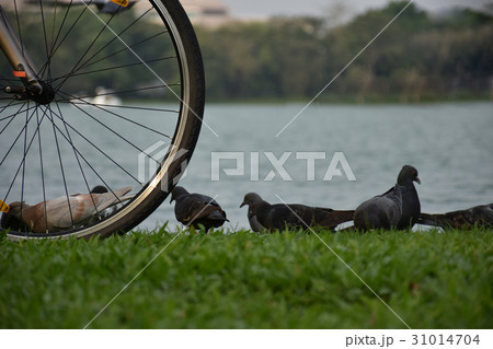 Bicycles parked near the lake and dove Bicycles parked near the lake and dove 31014704