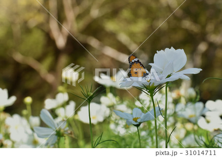 Butterfly and white flower in the garden 31014711
