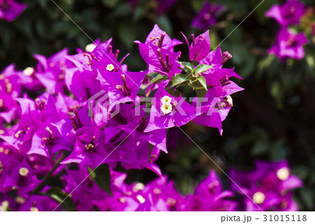 Bougainvillea flower in the garden 31015118