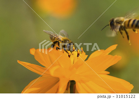 Spring single daisy flower and bee Spring single daisy flower and bee 31015122