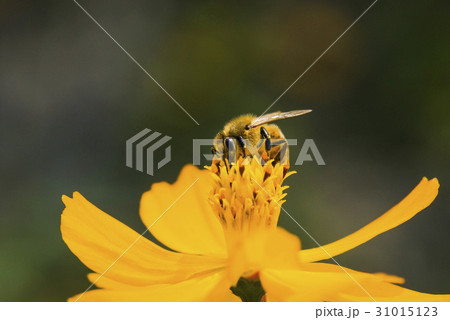 Spring single daisy flower and bee 31015123