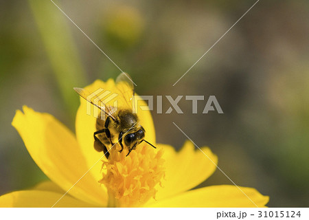 Spring single daisy flower and bee Spring single daisy flower and bee 31015124