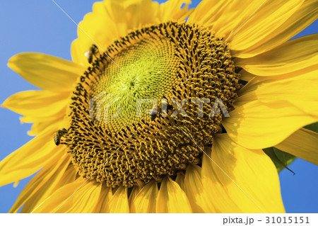 honeybee rested on a sun flower honeybee rested on a sun flower 31015151