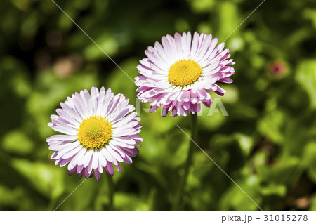daisy flowers on the nature, outdoor garden daisy flowers on the nature, outdoor garden 31015278